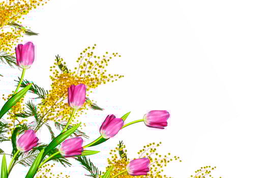 Bright colorful spring flower mimosa photo