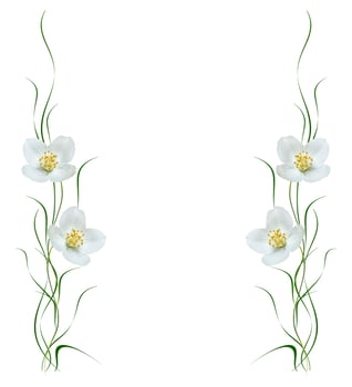 branch of jasmine flowers isolated on white background photo
