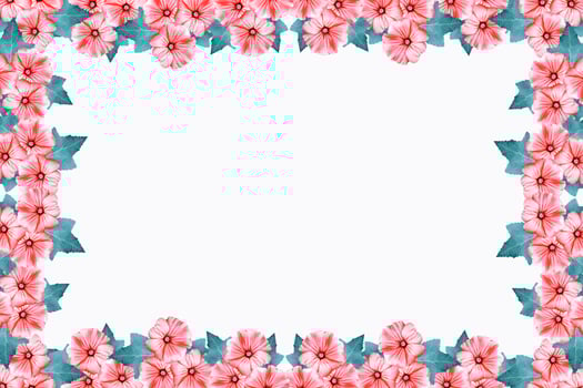 lavatera flowers isolated on white background. bright flower photo