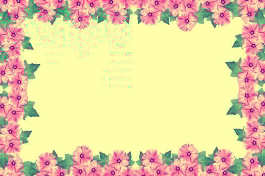 Frame made of bright colorful flowers lavatera. photo
