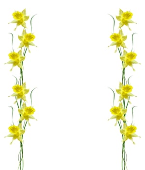 spring flowers narcissus isolated on white background photo