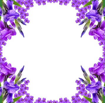 spring flowers iris isolated on white background. photo