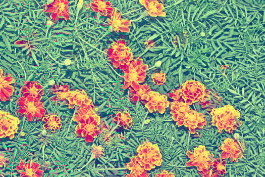 bright and colorful flowers marigolds. autumn landscape. photo