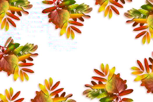 autumn leaves isolated on white background. photo