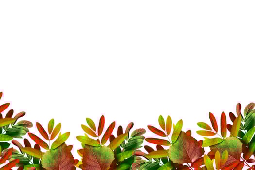 autumn leaves isolated on white background. photo