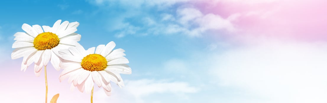 White bright daisy flowers on a background of the summer landscape. photo