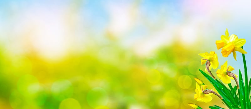Bright and colorful flowers daffodils photo