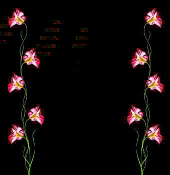 Desert Rose flowers isolated on black background photo
