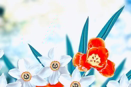 Bright and colorful spring flowers daffodils and tulips photo