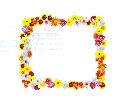 Colorful bright flowers isolated on white background photo