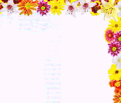Colorful bright flowers isolated on white background photo