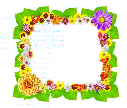 Colorful bright flowers isolated on white background photo