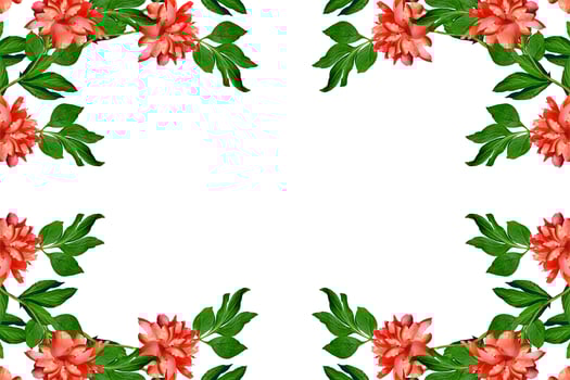 Colorful bright flowers peonies isolated on white background. photo