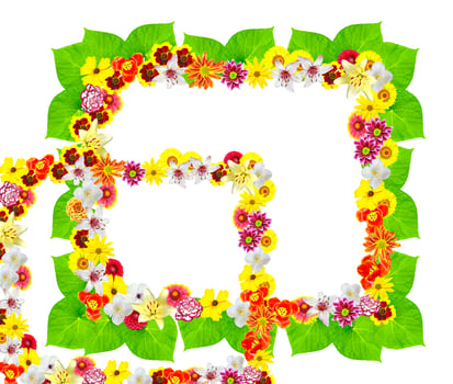 Colorful bright flowers isolated on white background photo