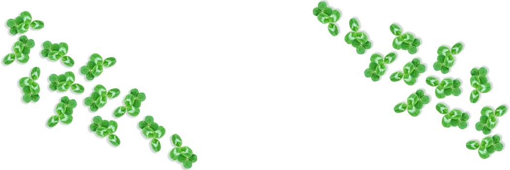 green clover leaves isolated on white background. St.Patrick 's Day photo