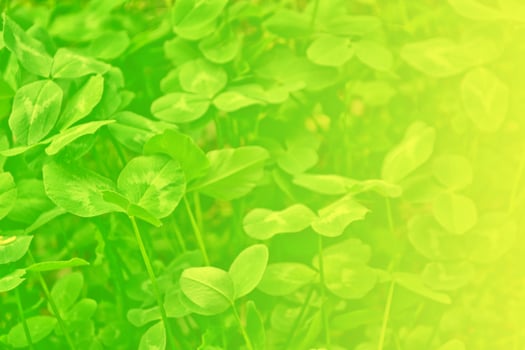 Green clover leaves on a background summer landscape photo