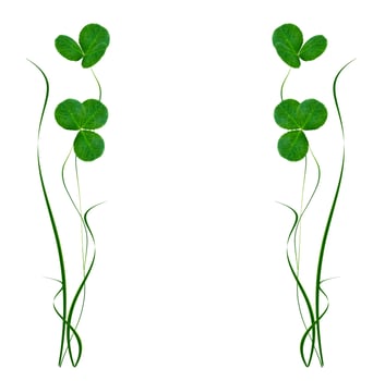 green clover leaves isolated on white background. St.Patrick 's Day photo