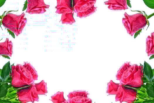 Flower bud roses on a white background photo