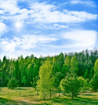 Landscape with the bright green trees and blue sky. photo