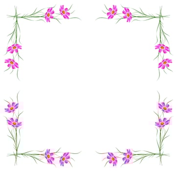 daisies summer flower isolated on white background. photo