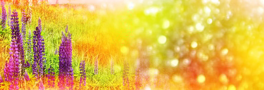 Summer landscape with beautiful bright lupine flowers photo