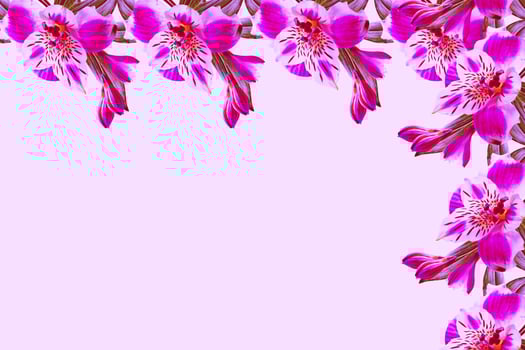 Colorful bright flowers Alstroemeria photo