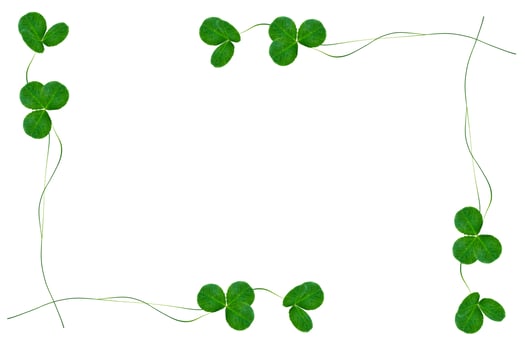 green clover leaves isolated on white background. St.Patrick 's Day photo