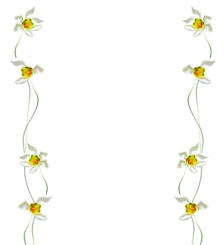 spring flowers snowdrops isolated on white background. photo