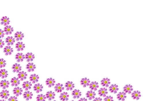 daisies summer flower isolated on white background. photo