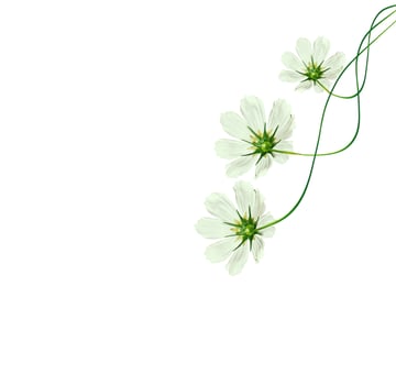 daisies summer flower isolated on white background. photo
