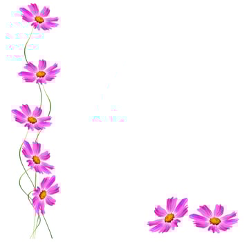 daisies summer flower isolated on white background. photo