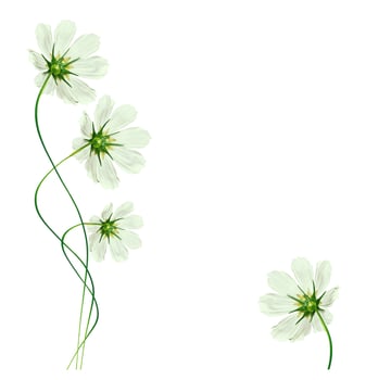 daisies summer flower isolated on white background. photo