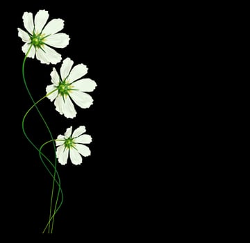 daisies summer flower isolated on black background. photo