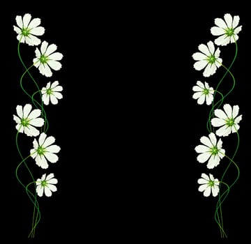 daisies summer flower isolated on black background. photo