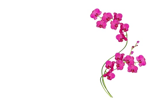 Orchid flower isolated on white background. photo