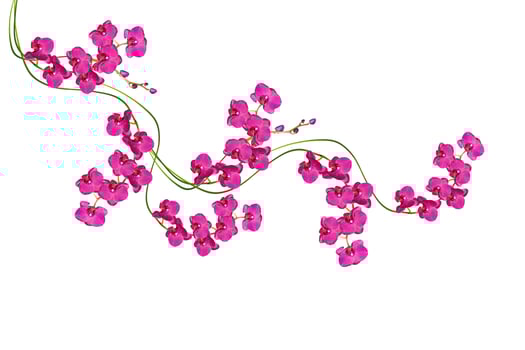 Orchid flower isolated on white background. photo