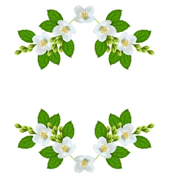 branch of jasmine flowers isolated on white background photo