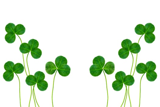 green clover leaves isolated on white background. St.Patrick 's Day photo