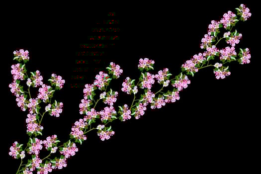 Flowering branch of apple photo