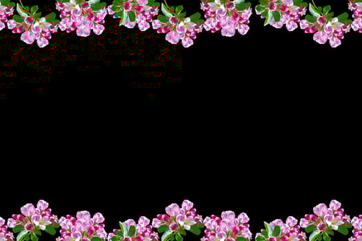 Flowering branch of apple photo