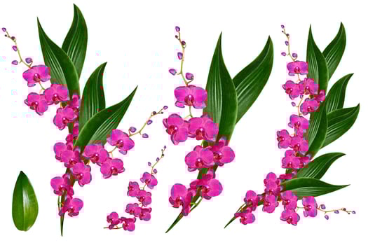 Orchid flower isolated on white background. photo