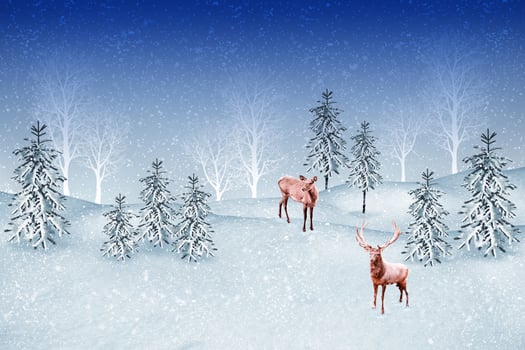 forest in the frost. Winter landscape. Snow covered trees. photo