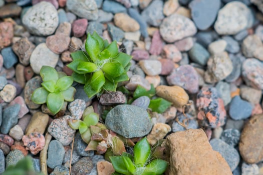 Succulents in desert botanical garden with sand stone pebbles background photo