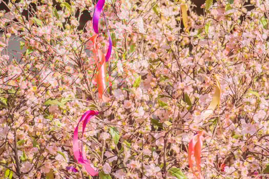 blooming Prunus mume with colorful ribbons. Floral background photo