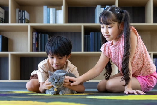 Young asian kid sibling is playing and gently petting their purebred grey British shorthair cat at home for animal love and care concept photo