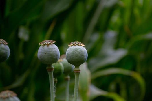 Green poppy heads. photo