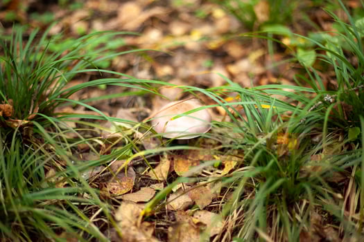 Nature in forest. Plants in autumn. photo
