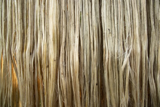 Closeup shot of raw jute fiber hanging under the sunlight for drying. Brown jute fiber texture and  background photo