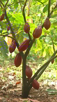 Red cocoa pod on tree in the field. Cocoa or Theobroma cacao L. is a cultivated tree in plantations originating from South America, but is now grown in various tropical areas. Java, Indonesia. photo