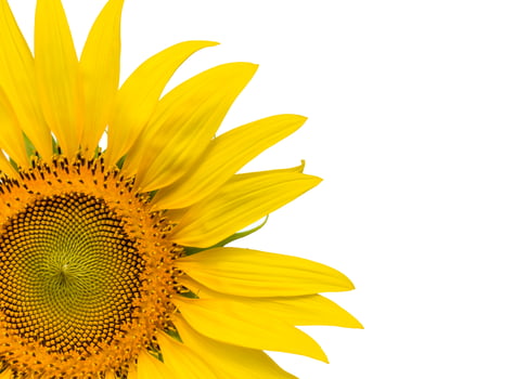 Closeup yellow sunflower isolated on write background photo